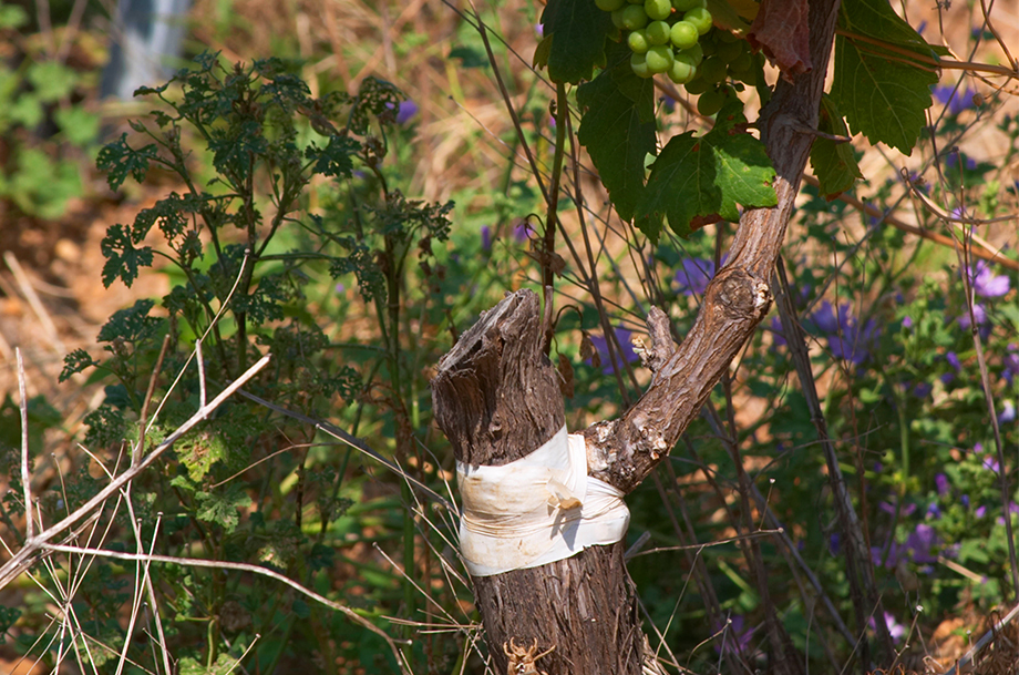 What Are Grafted Wines and Why Are They Special